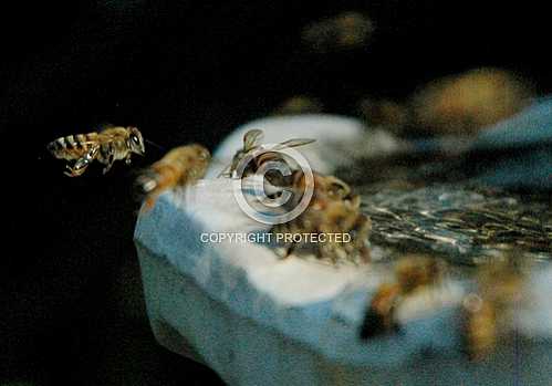 Bees 3