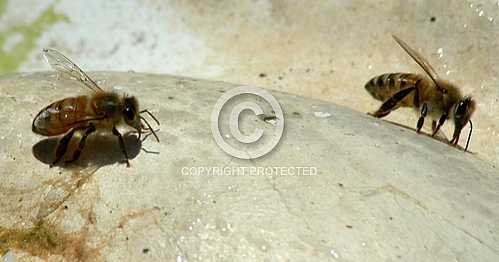 Bees 2