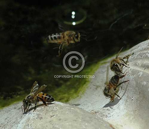 Bees 2