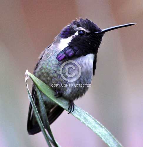 Hummingbirds in Palm Desert -- December 2012
