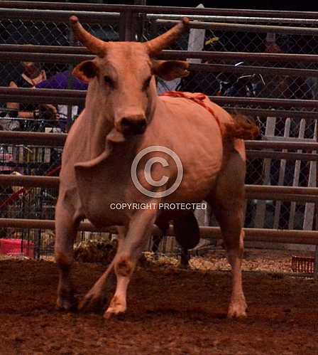 Norco Fair 2014 -- Sunday 8 31 2014