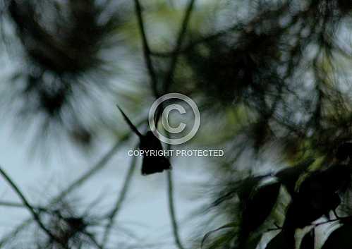 Hummingbird  May 2013