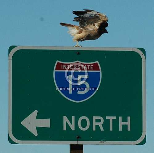 Red Tailed Hawk on Interstate 15 sign