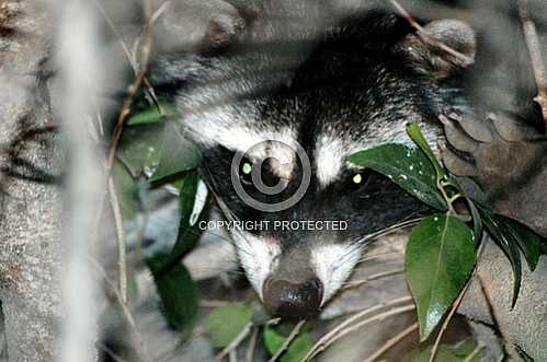 Racoon in a tree