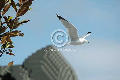 Seagulls