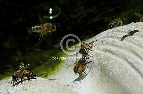 Bees 2