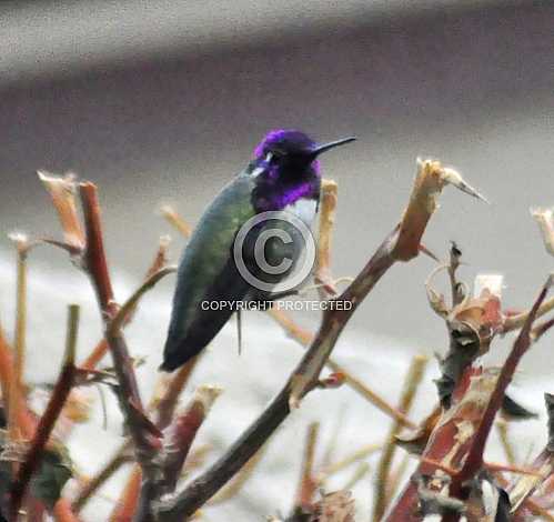 Hummingbirds