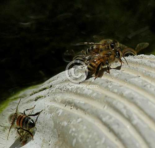 Bees 2
