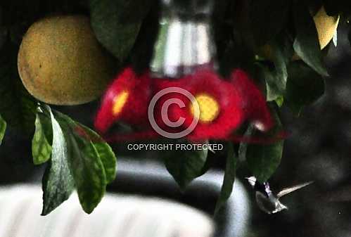 Hummingbirds