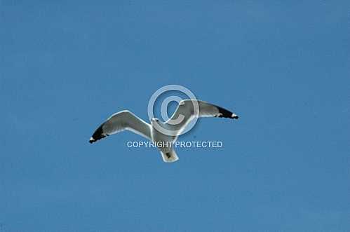 Seagulls