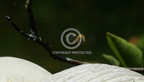Bees 2