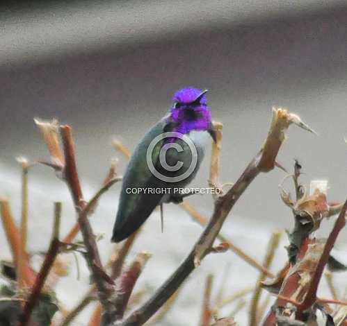 Hummingbirds