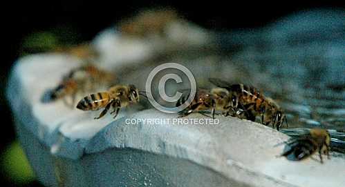 Bees 3