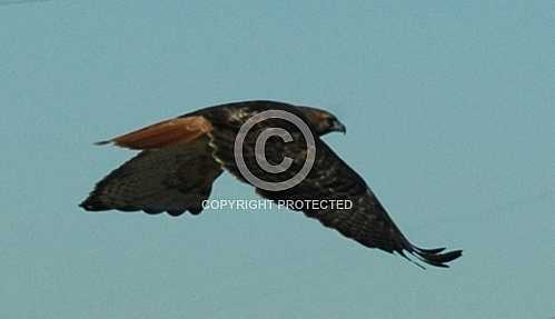 Red Tailed Hawk on Interstate 15 sign