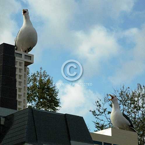 Seagulls