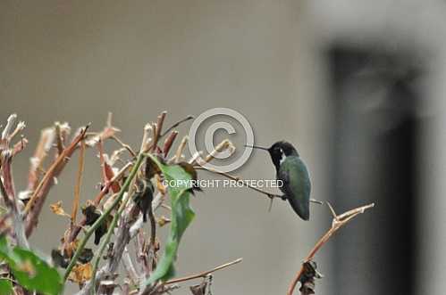 Hummingbirds