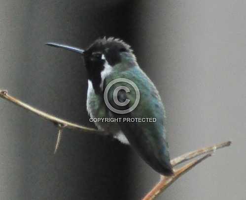 Hummingbirds