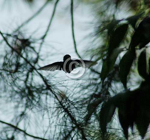 Hummingbird  May 2013