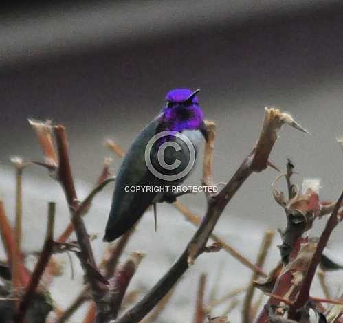 Hummingbirds