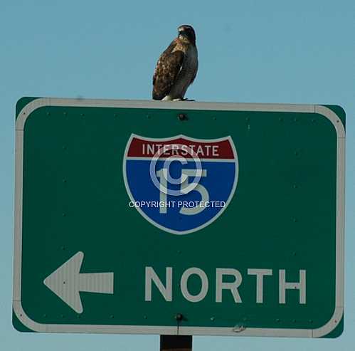 Red Tailed Hawk on Interstate 15 sign