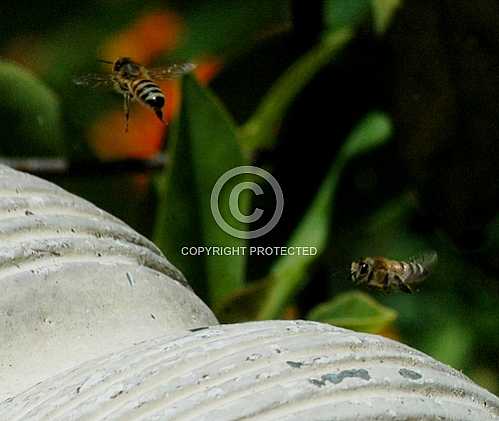 Bees 2