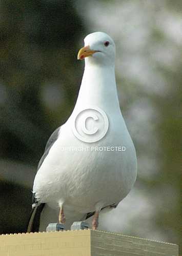 Seagulls