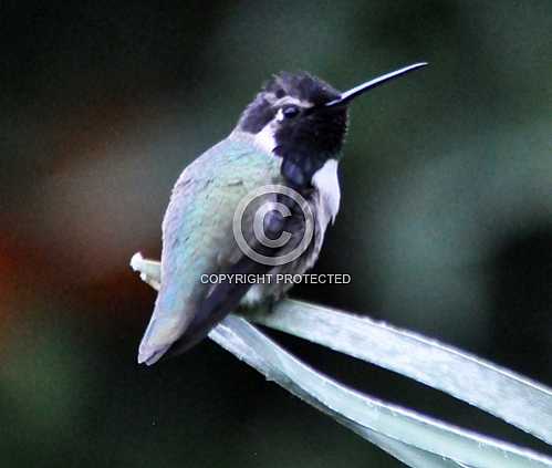 Hummingbirds in Palm Desert -- December 2012