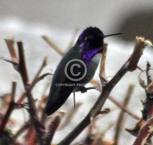 Hummingbirds