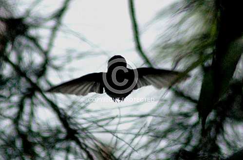 Hummingbird  May 2013