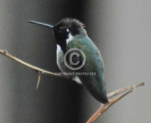 Hummingbirds