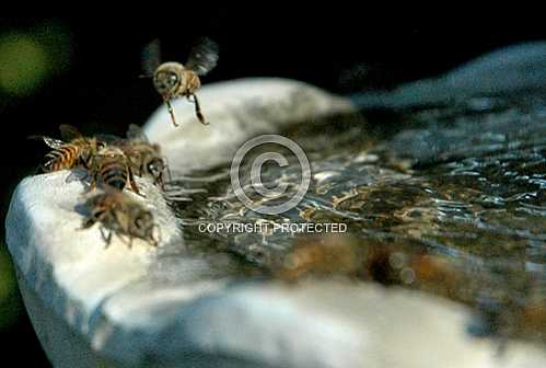 Bees 3