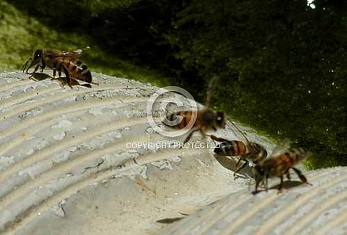 Bees 2