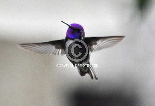 Hummingbirds