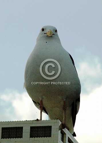 Seagulls