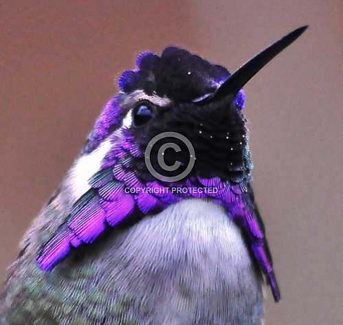 Hummingbirds in Palm Desert -- December 2012