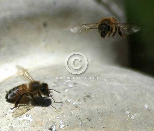 Bees 2