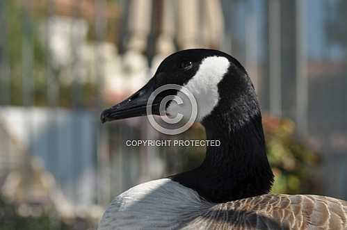 Geese in the desert