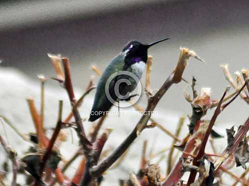 Hummingbirds