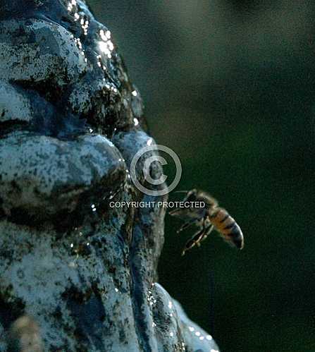 Bees 3