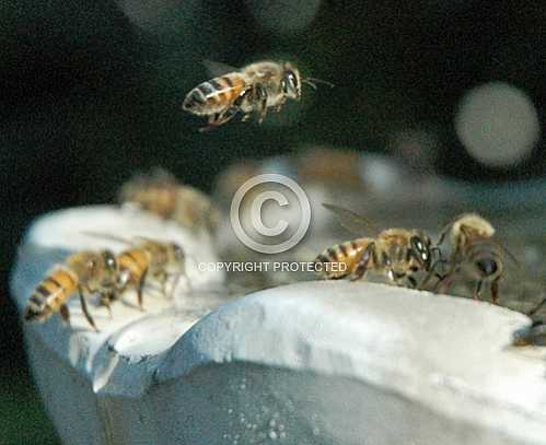 Bees 3