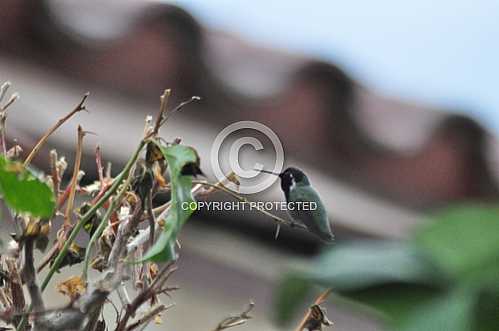Hummingbirds