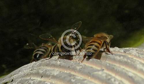 Bees 2