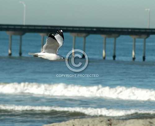 Seagulls