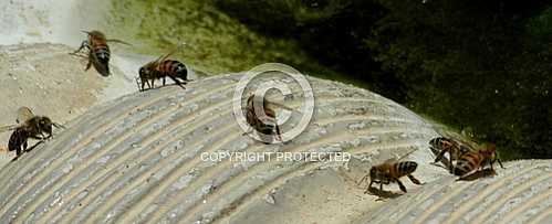 Bees 2