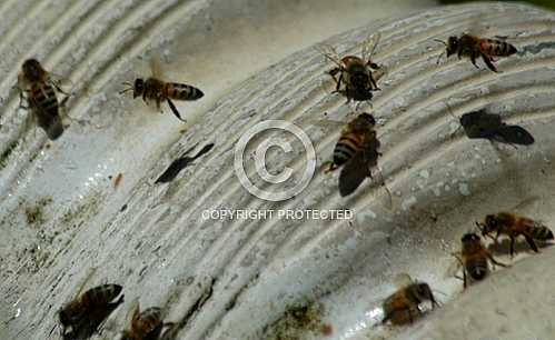 Bees 2