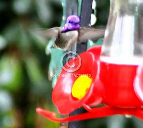 Hummingbirds in Palm Desert -- December 2012