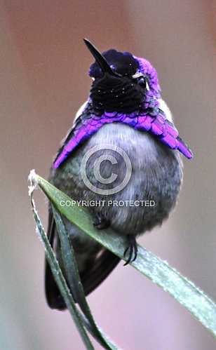 Hummingbirds in Palm Desert -- December 2012