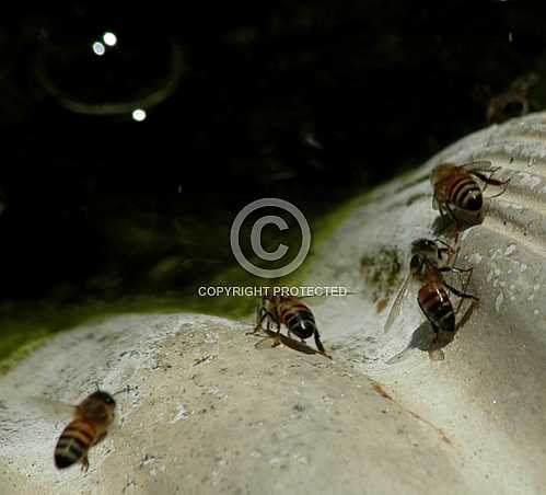 Bees 2
