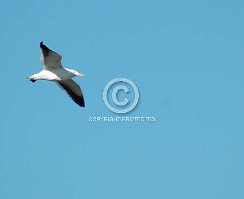 Seagulls