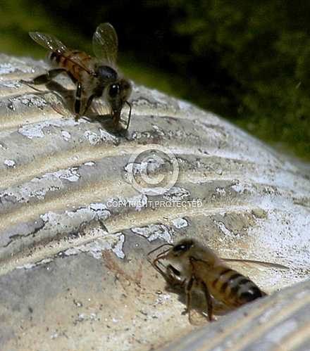 Bees 2